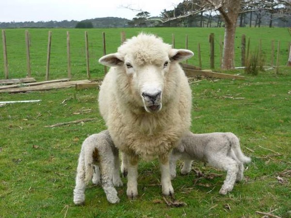 BooBoo has her lambs!